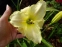 Лілійник "Бліззард Бей" (Hemerocallis "Blizzard Bay") - 2