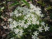 Рястка парасолькова (Ornithogalum umbellatum)