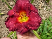 Лілійник "Джовіал" (Hemerocallis "Jovial")