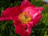Півонія "Флейм" (Paeonia "Flame")